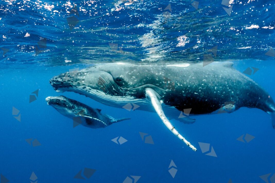 Comment les baleines (Whale) ont pu faire chuter massivement Ethereum (ETH) - canva